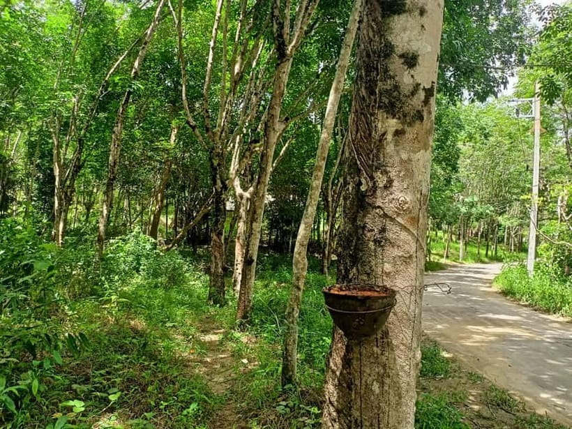 Khao Lak’s Best: Elephant Sanctuary,Rubber Tapping&Waterfall - Sai Rung Waterfall in a 30-minute stop