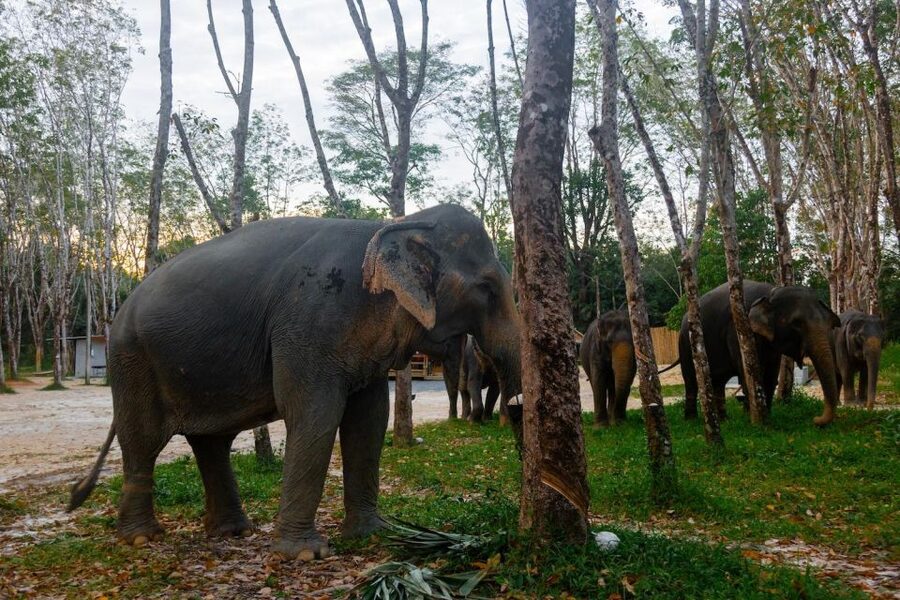 Khao Lak’s Best: Elephant Sanctuary,Rubber Tapping&Waterfall - FAQ