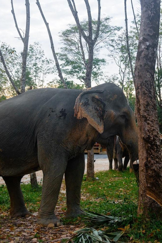Khao Lak’s Best: Elephant Sanctuary,Rubber Tapping&Waterfall - Rubber tapping, from tree to sheet