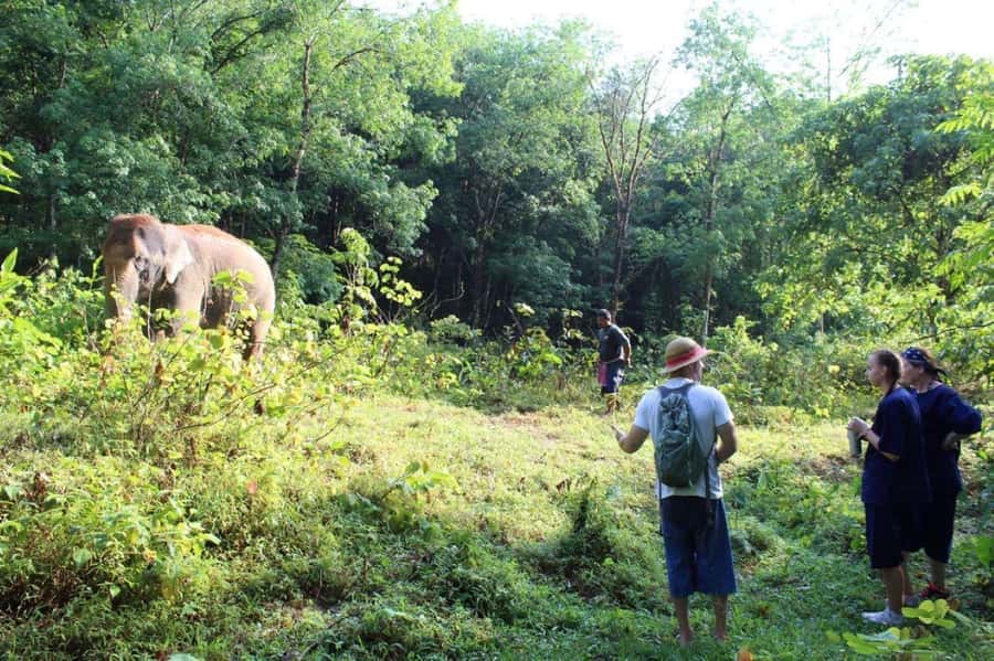 Khao Lak: Unique Dawn Ethical Elephant Sanctuary Experience - Bringing the elephant home
