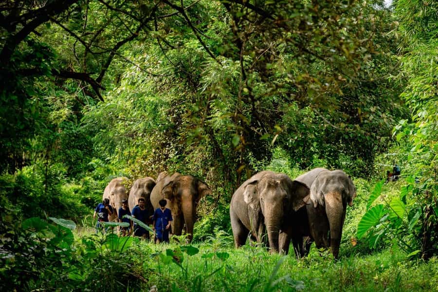 Khao Lak: Unique Dawn Ethical Elephant Sanctuary Experience - How much value do you get for $112?