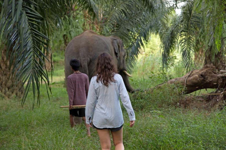 Khao Lak: Unique Dusk Ethical Elephant Sanctuary Experience - Key points to know before booking