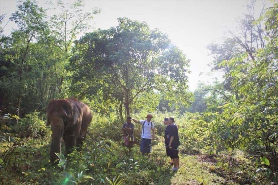 Khao Lak: Unique Dusk Ethical Elephant Sanctuary Experience - Why this evening with elephants feels different