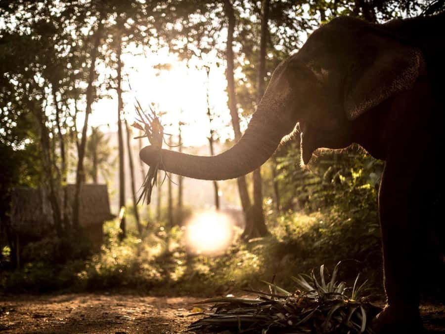 Khao Lak: Unique Dusk Ethical Elephant Sanctuary Experience - Meeting the kwan-chang and learning the evening routine