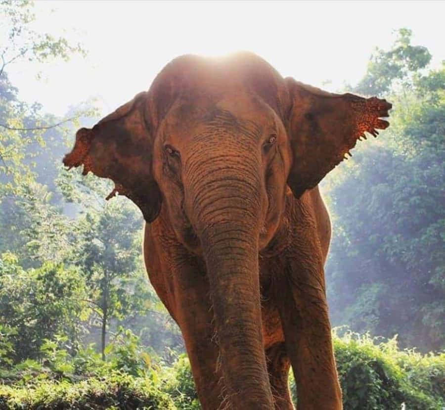 Khao Lak: Unique Dusk Ethical Elephant Sanctuary Experience - Bathing at the rock pool