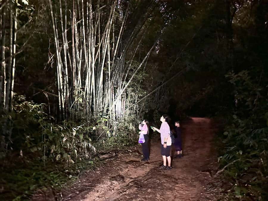 Khao Sok Jungle Sunset Wildlife Encounter & Bamboo Rafting - Why this Khao Sok day feels different