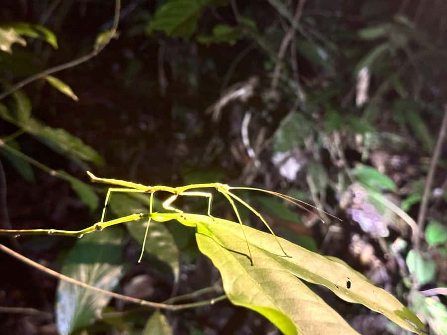 Khao Sok Jungle Sunset Wildlife Encounter & Bamboo Rafting - Phanthurat Temple and its quiet forest setting