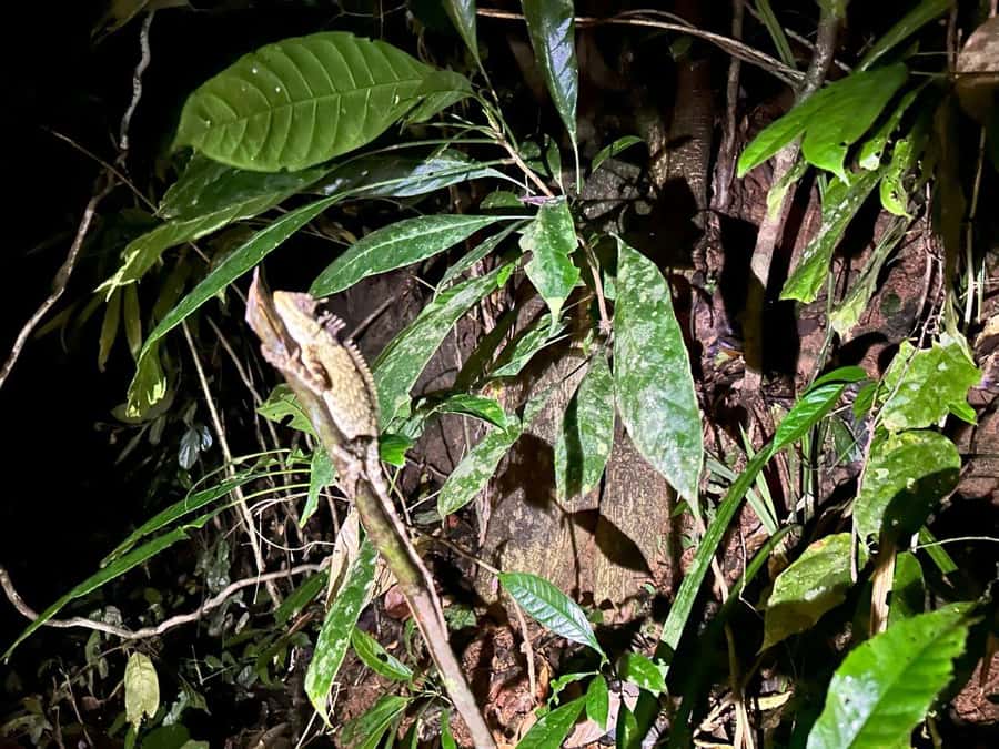 Khao Sok Jungle Sunset Wildlife Encounter & Bamboo Rafting - Searching the forest after sunset