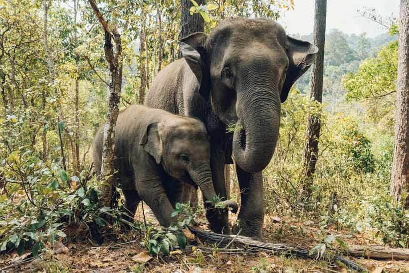 Khao Sok: Private Ethical Elephant Sanctuary Adventure - Key points to know before booking