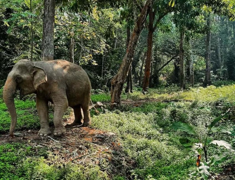 Khao Sok: Private Ethical Elephant Sanctuary Adventure - The elephant experience is the real reason to go