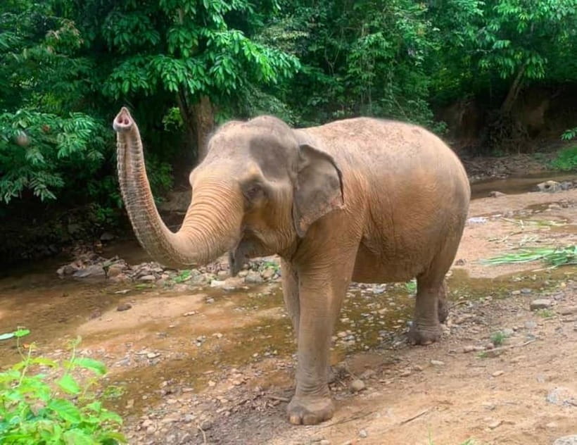 Khao Sok: Private Ethical Elephant Sanctuary Adventure - What ethical care means here
