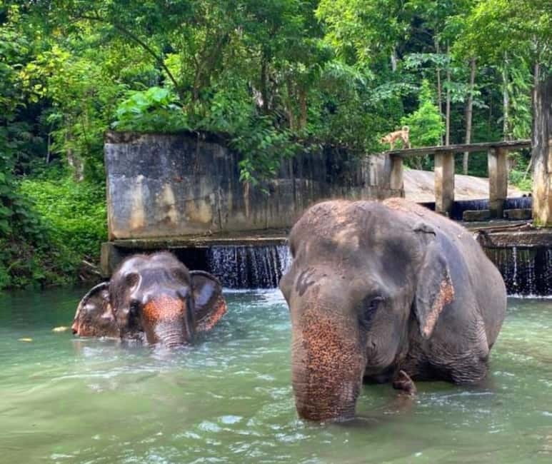 Khao Sok: Private Ethical Elephant Sanctuary Adventure - Watching the elephants bathe and play