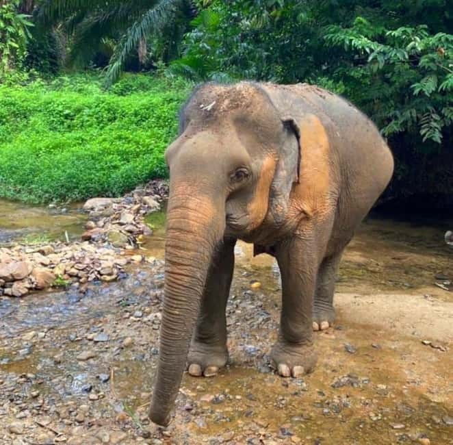 Khao Sok: Private Ethical Elephant Sanctuary Adventure - Is $62 a fair price?