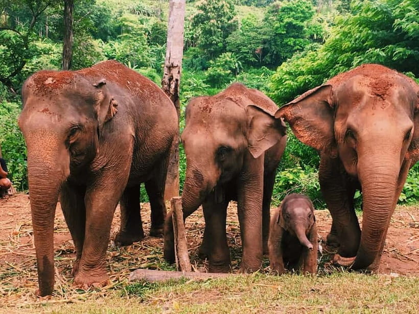 Khao Sok: Private Ethical Elephant Sanctuary Adventure - Who will enjoy this Khao Sok outing?