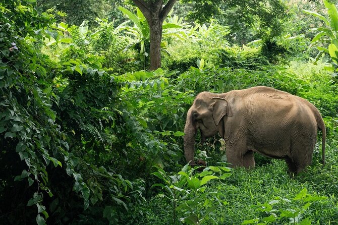 Khaolak Elephant Sanctuary, Cooking Class and Waterfall Tour - A quieter way to meet elephants in Khao Lak