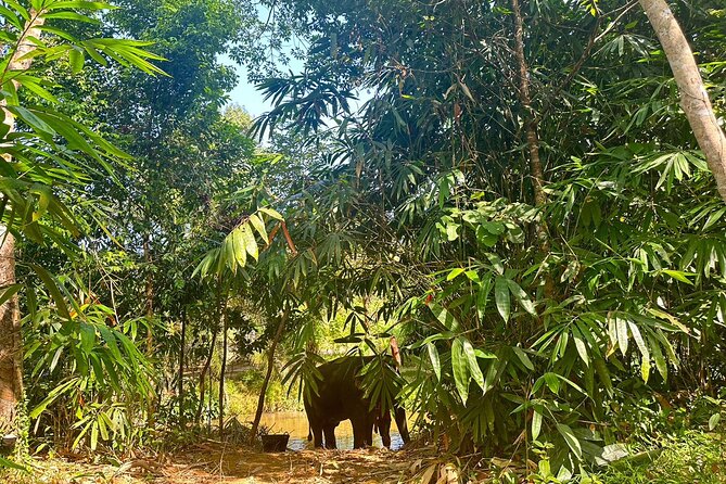 Khaolak Elephant Sanctuary, Cooking Class and Waterfall Tour - Making herbal vitamin snack balls at 11:30 am