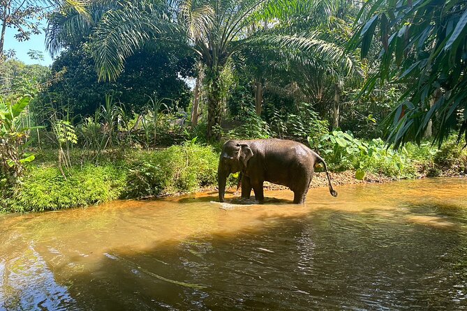 Khaolak Elephant Sanctuary, Cooking Class and Waterfall Tour - Lunch at 12:30 pm and the trip back