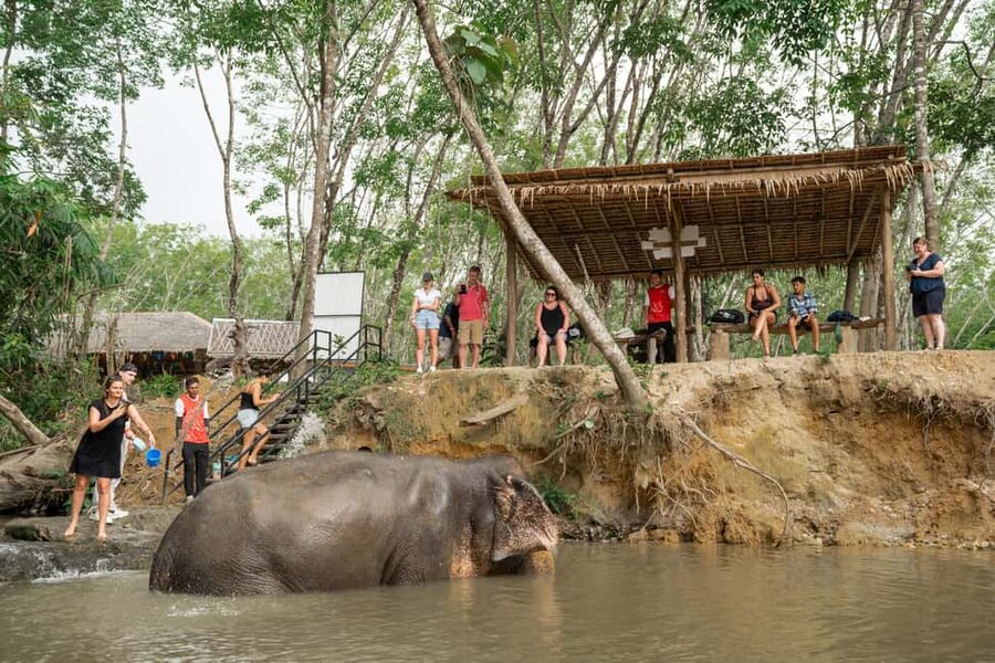 Khaolak: Elephant Sanctuary Guided Tour with Hotel Transfers - A short visit built around animal choice