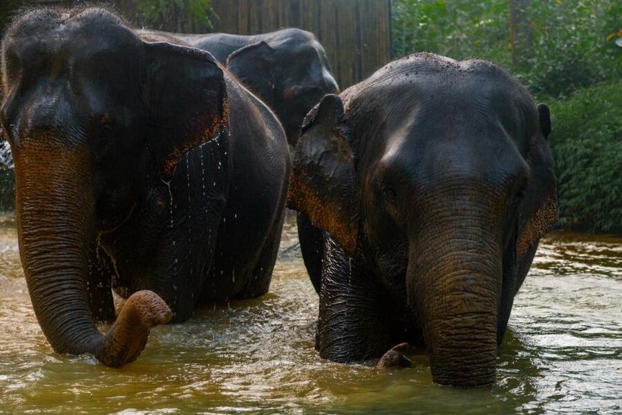 Khaolak: Elephant Sanctuary Guided Tour with Hotel Transfers - Who will enjoy this sanctuary most?