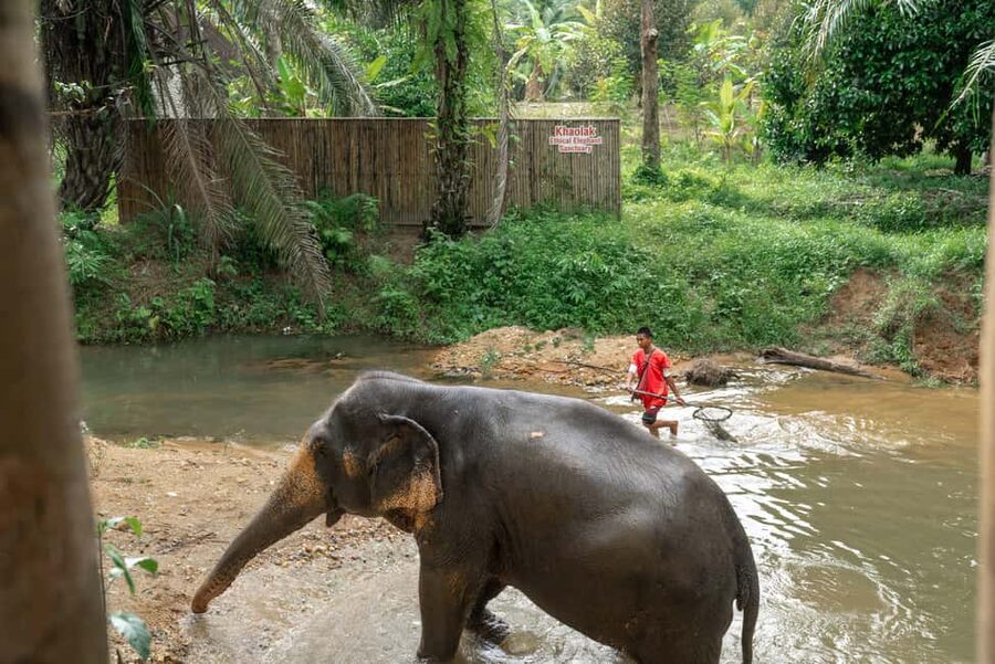 Khaolak: Elephant Sanctuary Guided Tour with Hotel Transfers - What the ethical claims mean in practice