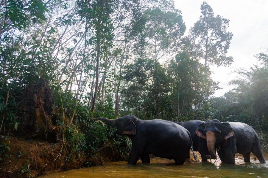 Khaolak: Elephant Sanctuary Guided Tour with Hotel Transfers - Hotel pickup and the practical timing