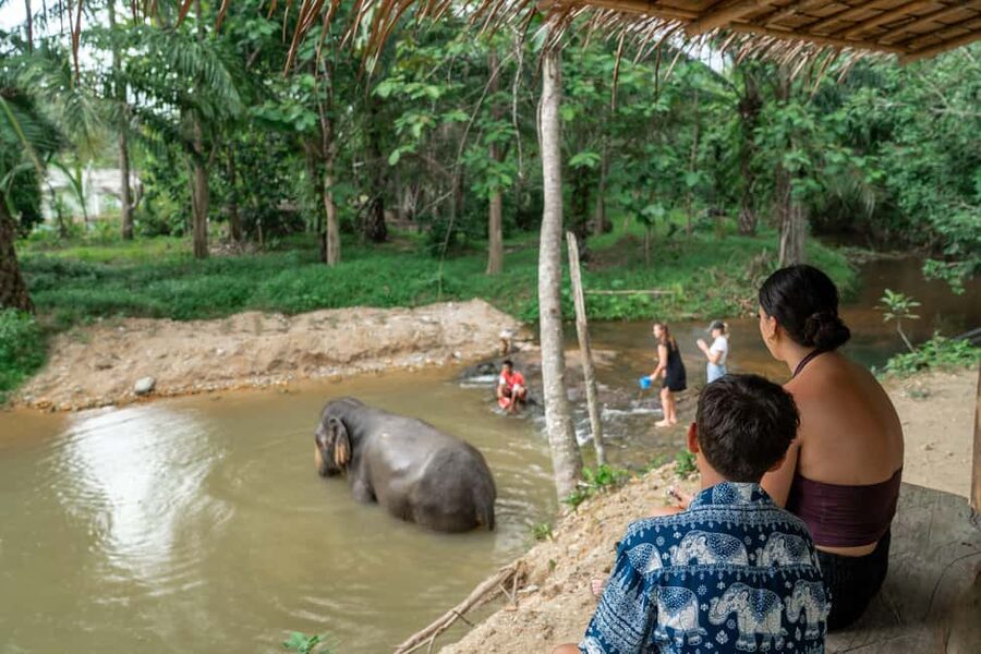 Khaolak: Elephant Sanctuary Guided Tour with Hotel Transfers - Why the feeding session feels personal