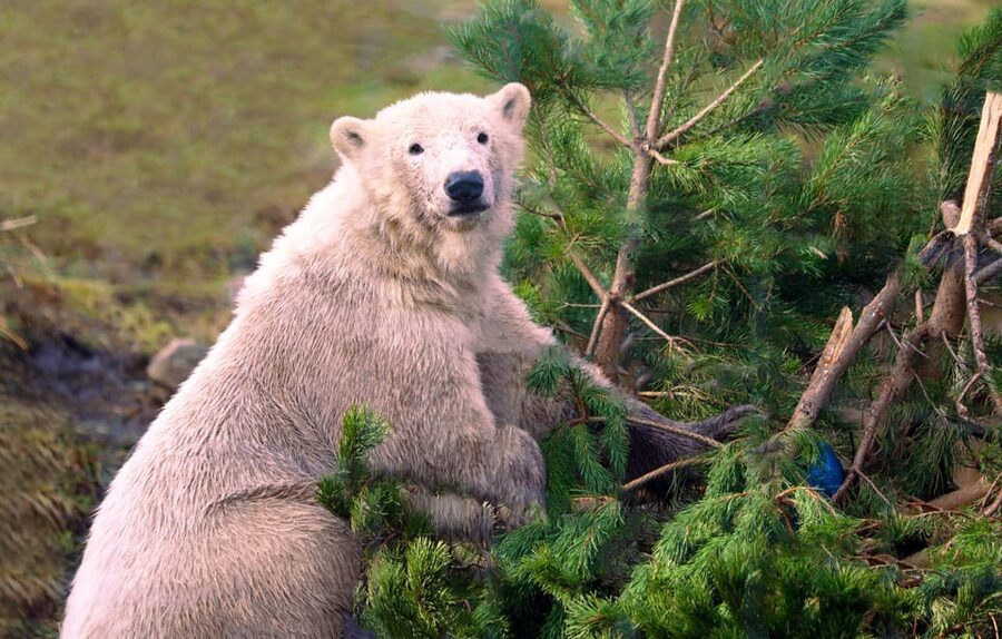 Kingussie: Highland Wildlife Park Entry Ticket - Key points at a glance