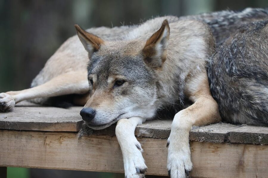Kingussie: Highland Wildlife Park Entry Ticket - What the $31 ticket is worth