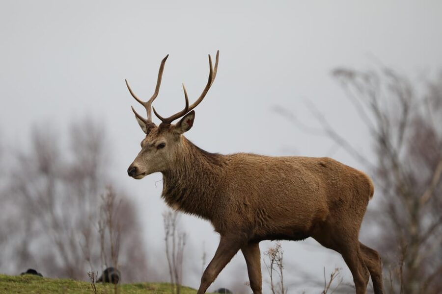 Kingussie: Highland Wildlife Park Entry Ticket - Take the drive through the reserve first