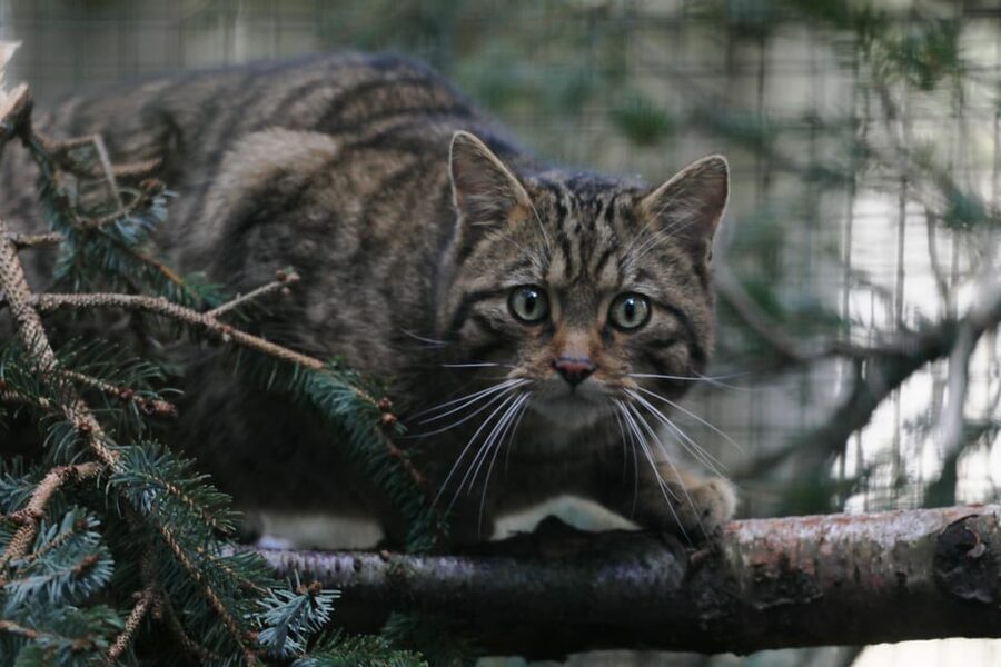 Kingussie: Highland Wildlife Park Entry Ticket - Walk to the polar bears and big cats