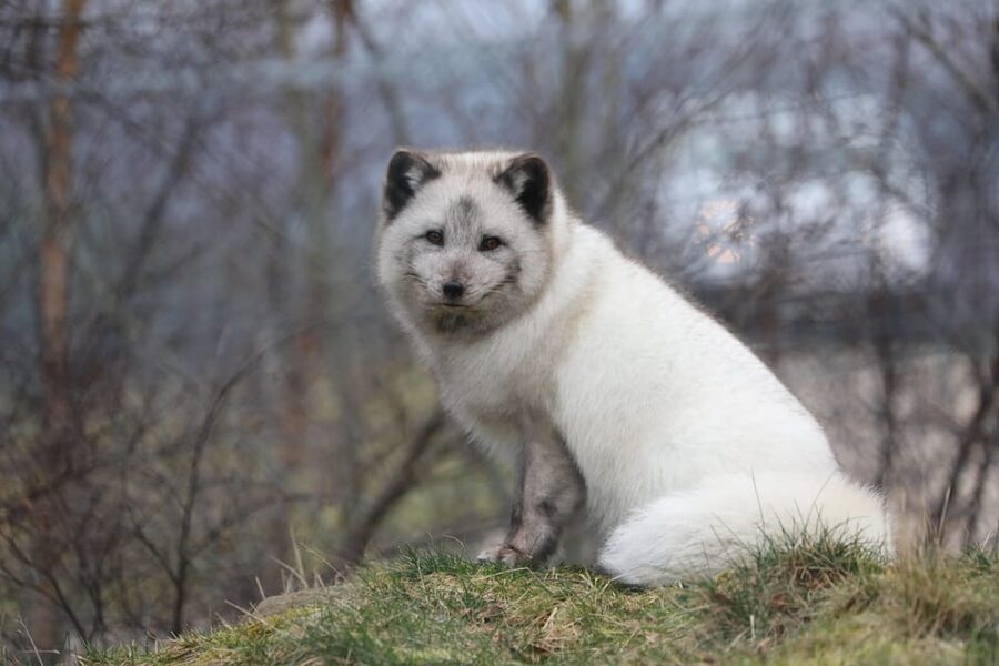 Kingussie: Highland Wildlife Park Entry Ticket - Look for Scotland’s smaller native species