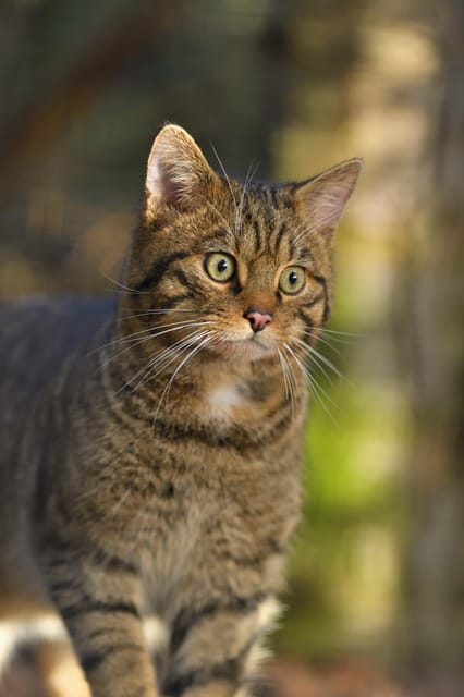 Kingussie: Highland Wildlife Park Entry Ticket - Use talks and tours to add meaning