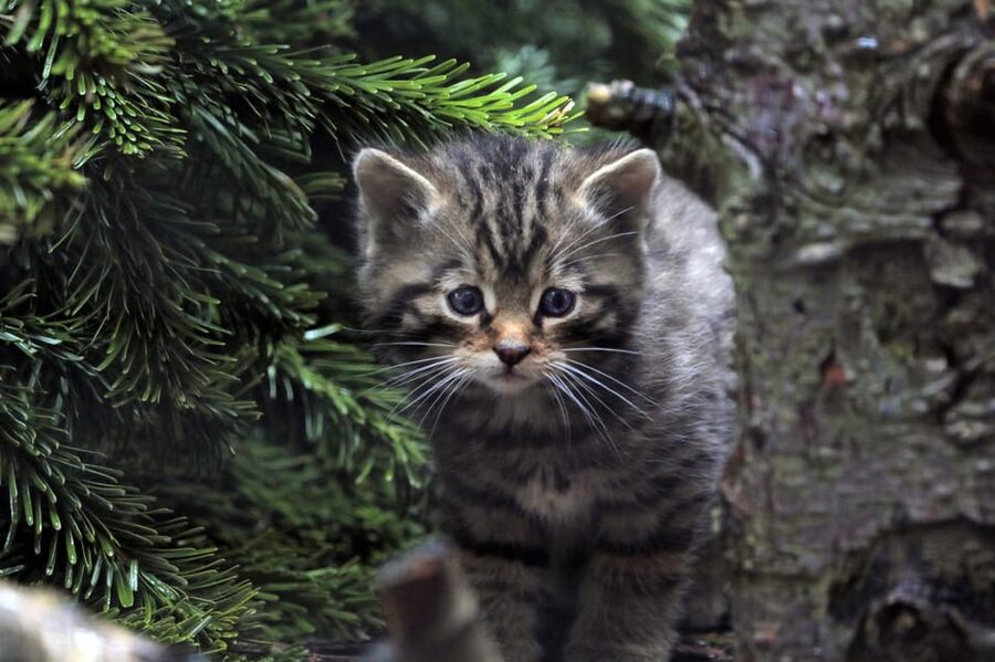 Kingussie: Highland Wildlife Park Entry Ticket - Picnic, café, and playground breaks