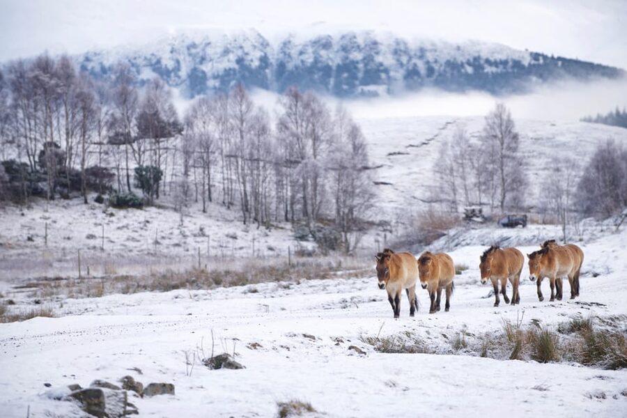 Kingussie: Highland Wildlife Park Entry Ticket - Start at Scotland’s Wildlife Discovery Centre