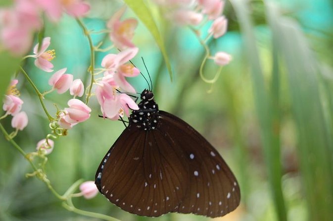 KL Butterfly Park Admission with Kuala Lumpur Famous Landmarks - A butterfly garden in the middle of Kuala Lumpur