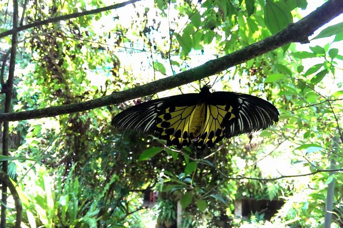 KL Butterfly Park Admission with Kuala Lumpur Famous Landmarks - The National Monument and a short history lesson