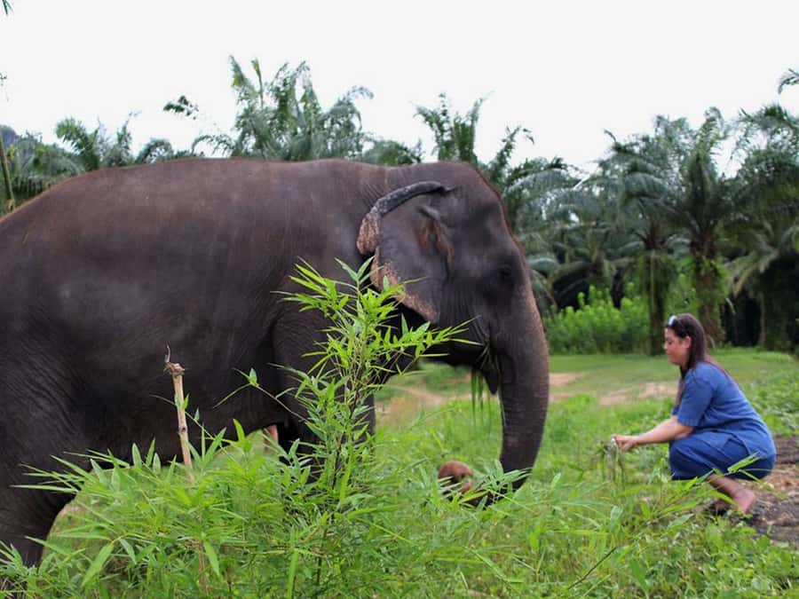 Ko Lanta Yai: Half-Day Ethical Elephant Sanctuary Tour - Key points at a glance