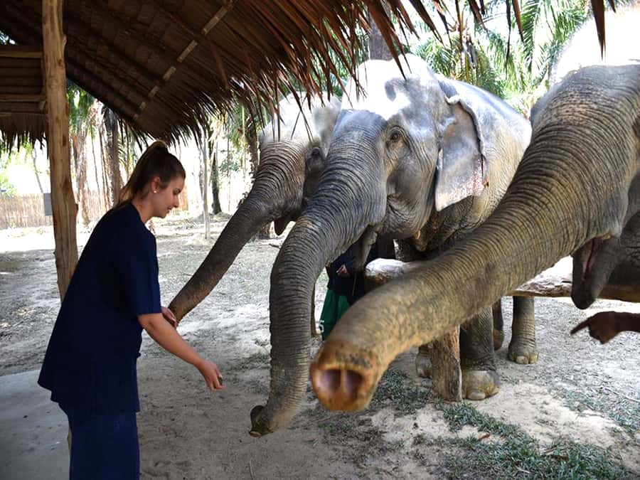 Ko Lanta Yai: Half-Day Ethical Elephant Sanctuary Tour - Elephant dung paper, a practical souvenir