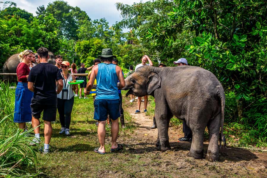 Koh Samui: Elephant Sanctuary and Jungle Tour with Lunch - Key points to know before booking