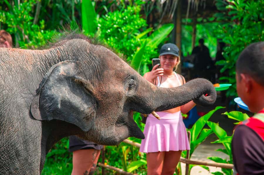 Koh Samui: Elephant Sanctuary and Jungle Tour with Lunch - Preparing elephant food at the sanctuary