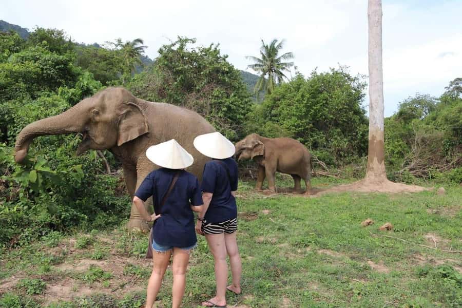 Koh Samui: Elephant Sanctuary and more - Full Day - Starting the day around Koh Samui
