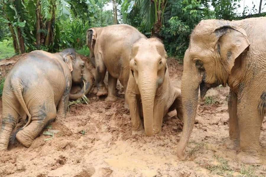Koh Samui: Elephant Sanctuary and more - Full Day - Who will get the most from this day