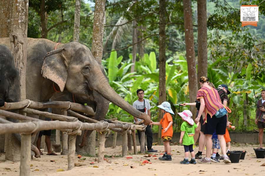 Koh Samui: Elephant Sanctuary Entry and Feeding Experience - Key points at a glance