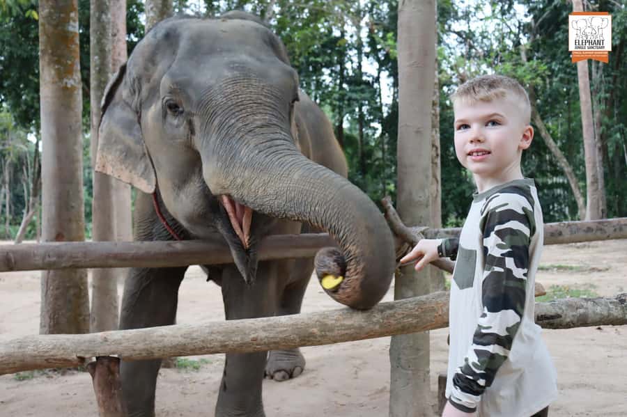 Koh Samui: Elephant Sanctuary Entry and Feeding Experience - Photos, mud baths, and the quieter moments