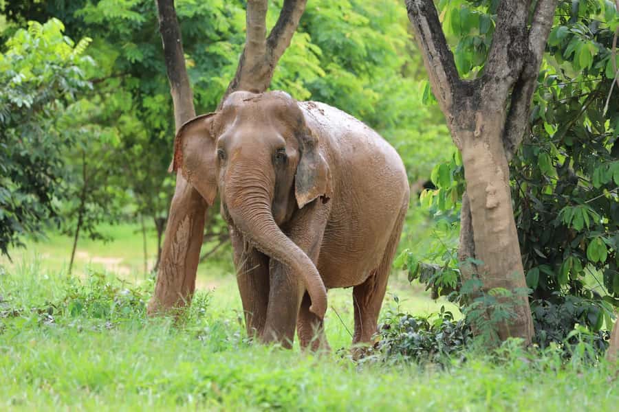 Koh Samui: Ethical Elephant Sanctuary Tour with Buffet Lunch - Key points to know before booking