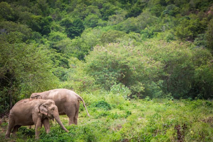 Koh Samui: Ethical Elephant Sanctuary Tour with Buffet Lunch - Watching mud, water, and elephant personalities