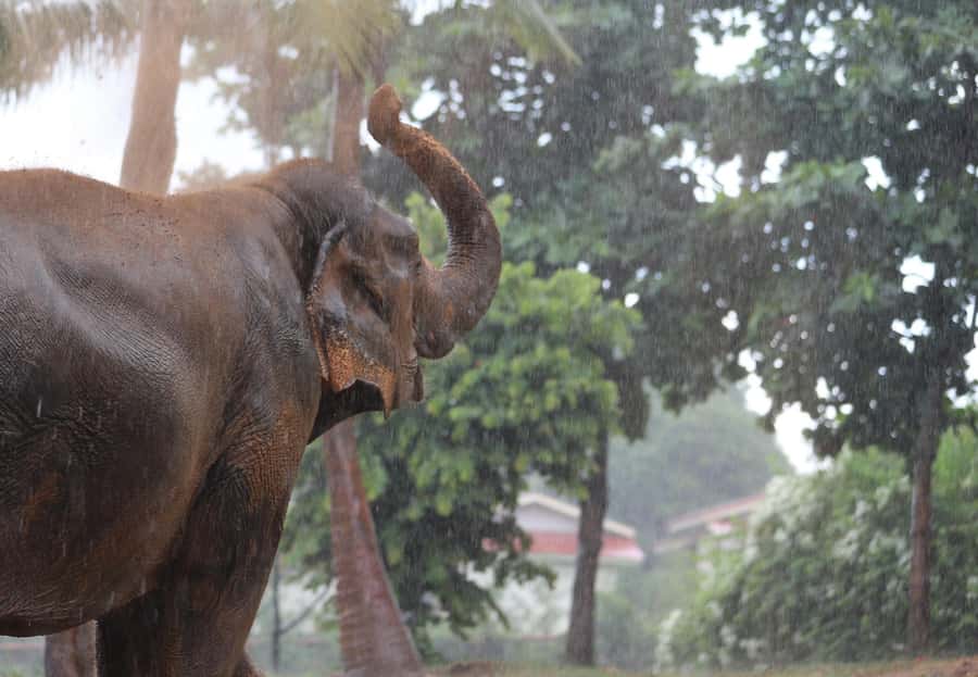 Koh Samui: Ethical Elephant Sanctuary Tour with Buffet Lunch - Is $125 a fair price?