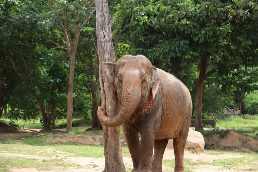 Koh Samui: Ethical Elephant Sanctuary Tour with Buffet Lunch - What the day feels like from start to finish