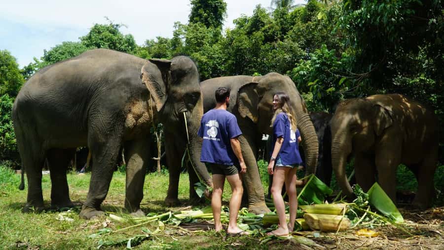 Koh Samui: Half-Day Ethical Elephant Sanctuary with Mud Spa - Meeting Koh Samui’s rescued elephants