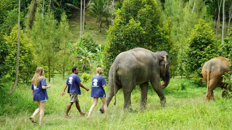 Koh Samui: Half-Day Ethical Elephant Sanctuary with Mud Spa - A short Thai noodle soup lesson